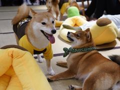 -逗柴咖啡屋·狗咖猫咖宠物桌游