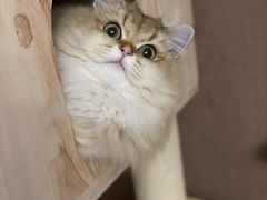 -momokira米努特·德文卷毛猫·棉花面纱犬