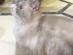 -猫色咖啡·猫咖