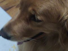 -艾贝尔宠物诊疗