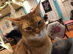 -猫小院猫主题咖啡厅(北锣店)