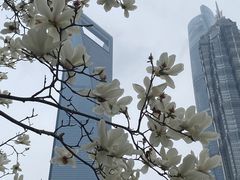 -陆家嘴中心绿地