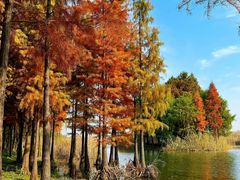 -贡湖湾湿地公园