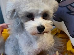 -萌兽医馆·眼科·异宠专科(三里屯店)