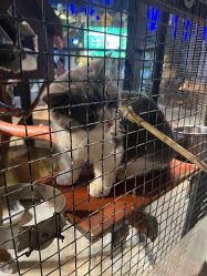 -酷嗒动物文化乐园(cutezoo西溪乐天城店)