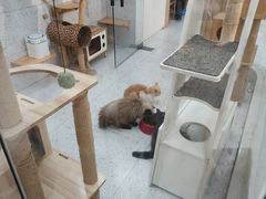 -喵园·猫主题咖啡厅·撸猫·猫咖(国贸店)