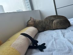 -萌兽医馆·宠物医院·猫骨科(创景店)