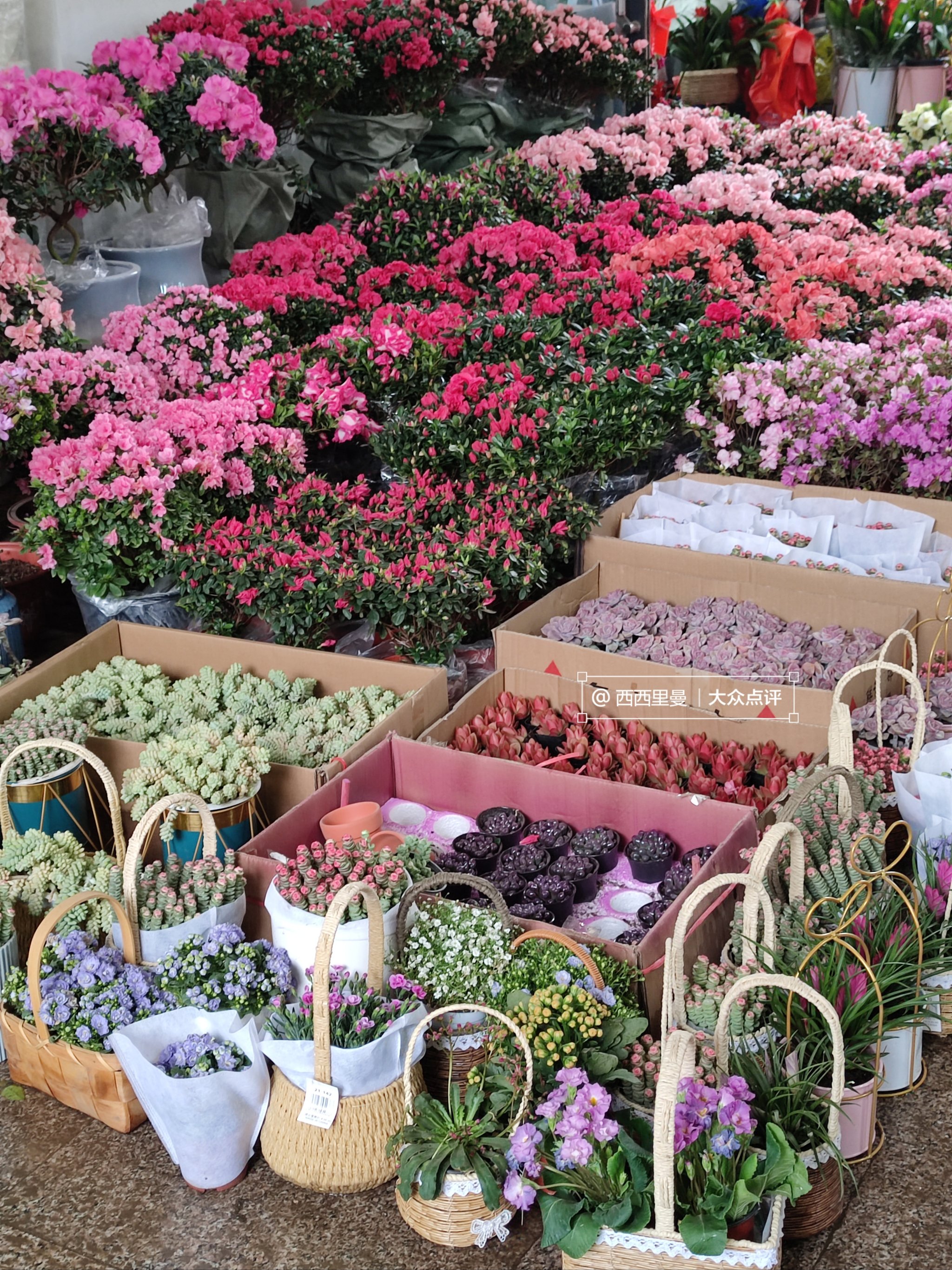 过年仪式感!来花鸟市场买年宵花94