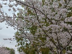 -高东镇樱花园