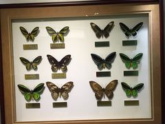 -上海昆虫博物馆