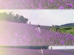 -大塘金香草谷