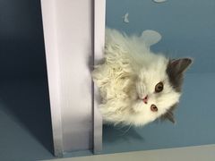 喵的天空-喵的天空名猫咖啡馆·撸猫·猫舍·用品