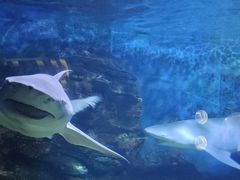 -烟台海昌鲸鲨海洋公园