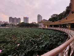 -荔湾湖公园
