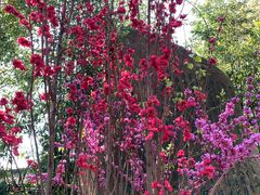 -南汇桃花村