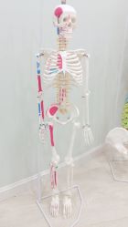 -至臻康妍健康管理中心