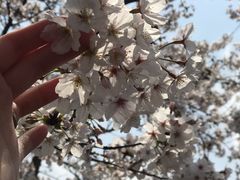 -高东镇樱花园