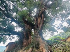 -杨家堂村