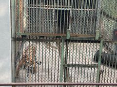 -合肥野生动物园