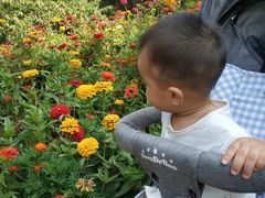 -石家庄市植物园