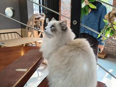 -豆逗聊愈猫阁Easy Life