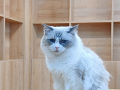 -是阿柴呀！柴犬咖啡·爱喵喵猫咖