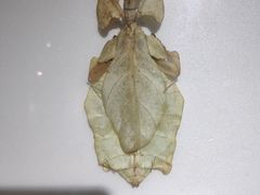 -上海昆虫博物馆