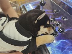 -豆柴町-柴犬主题狗咖(红鼎国际C座店)