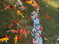 -南宫五洲植物乐园