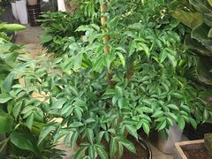 -双季花艺园艺市场(浦东店)