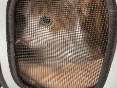-纳吉亚猫专科动物诊疗中心(蒋宅口分院)