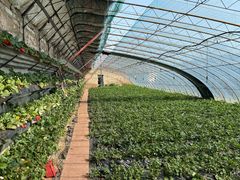 -大自然农场蔬菜草莓采摘园