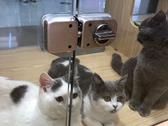 -屋虎猫馆(宝安大仟里店)