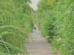 -白鹭湾湿地公园