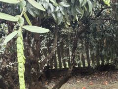-中国科学院西双版纳热带植物园