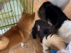 -Let's go狗咖·猫咖·奶狗·桌游(春熙路IFS店)