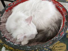 -平行世界·猫咖(首经贸店)