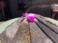 -巴倒烫陆派火锅山庄(南山总店)