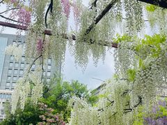 -嘉定紫藤园
