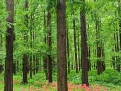 -黄海国家森林公园