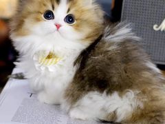 -欣宠猫屋·矮脚拿破仑·蓝金金渐层