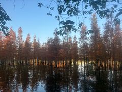 -白鹭湾湿地公园