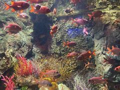 -太平洋海底世界