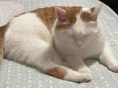 -纳吉亚猫专科动物医院博雅分院