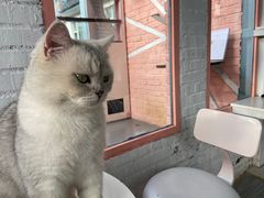 -喵屿·大理花园猫咖