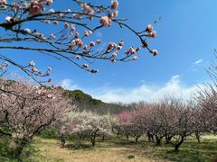 -苏州上方山国家森林公园