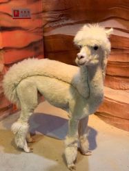 -酷嗒动物文化乐园(cutezoo西溪乐天城店)