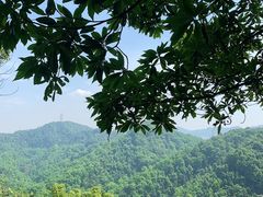 -南山植物园