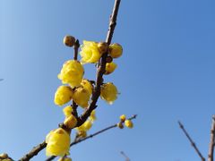 -无锡梅园公园