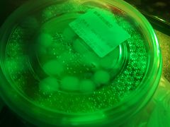 -奶香铺子(杨柳青店)